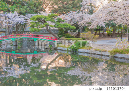 桜満開の若泉公園 125013704