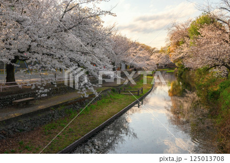 桜満開の若泉公園 桜満開の若泉公園 125013708