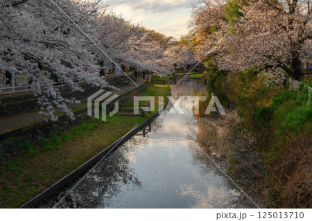 桜満開の若泉公園 桜満開の若泉公園 125013710