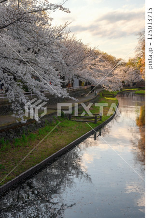 桜満開の若泉公園 桜満開の若泉公園 125013715