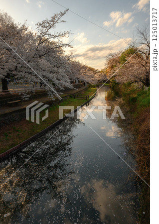 桜満開の若泉公園 桜満開の若泉公園 125013717