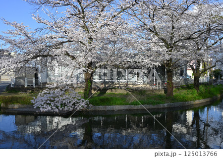 桜満開の若泉公園 桜満開の若泉公園 125013766