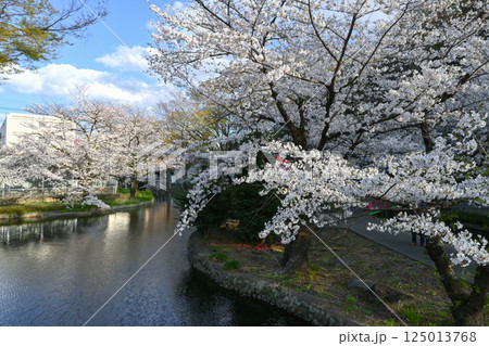 桜満開の若泉公園 桜満開の若泉公園 125013768