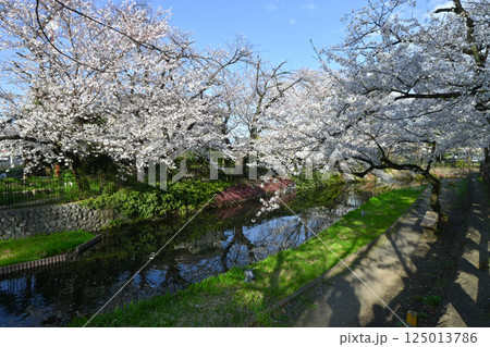 桜満開の若泉公園 125013786