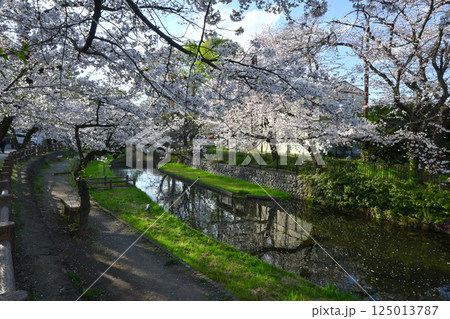桜満開の若泉公園 125013787