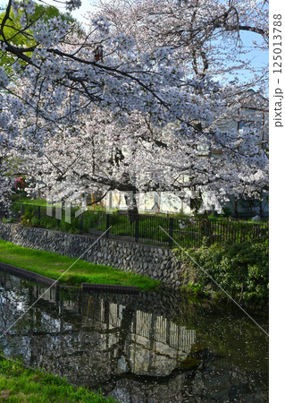 桜満開の若泉公園 125013788
