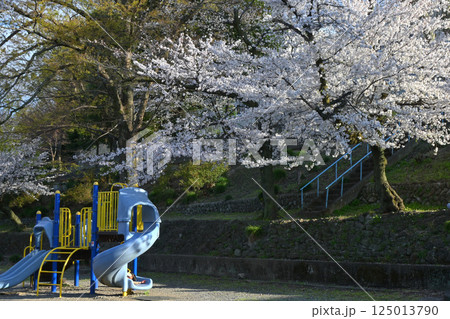 桜満開の若泉公園 125013790