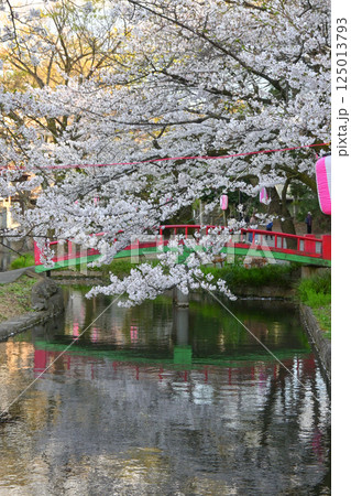 桜満開の若泉公園 桜満開の若泉公園 125013793