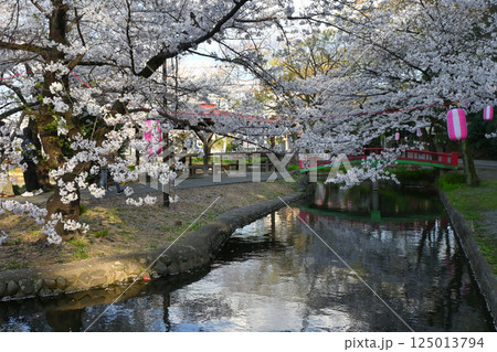 桜満開の若泉公園 桜満開の若泉公園 125013794