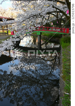 桜満開の若泉公園 桜満開の若泉公園 125013796