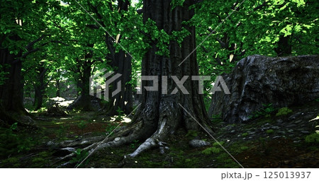 Dense forest with towering trees and lush green foliage in daylight 125013937