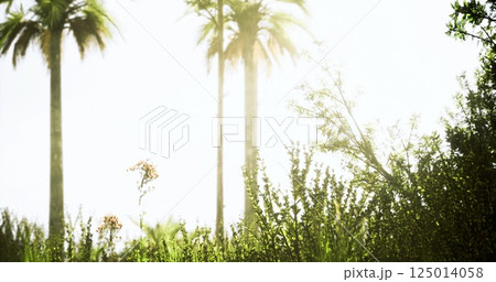 Lush greenery and palm trees basking in bright sunlight on a warm day Lush greenery and palm trees basking in bright sunlight on a warm day 125014058
