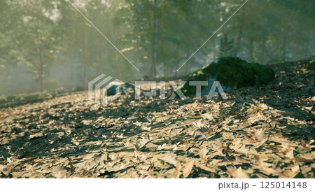 Morning sunlight filters through trees over a forest floor covered in leaves Morning sunlight filters through trees over a forest floor covered in leaves 125014148