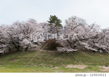 小高い丘に咲く桜並木の春景色 小高い丘に咲く桜並木の春景色 125014521
