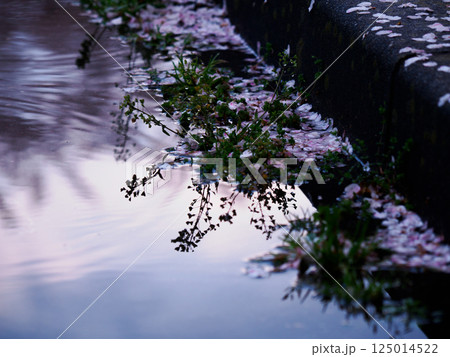 水辺に舞う桜の花びらと春の余韻 水辺に舞う桜の花びらと春の余韻 125014522