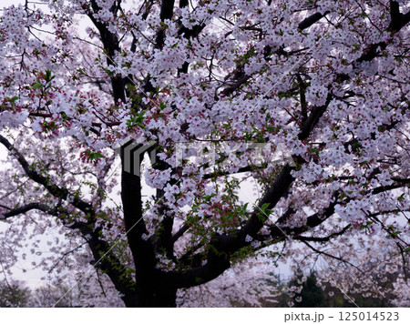 満開の桜 満開の桜 125014523