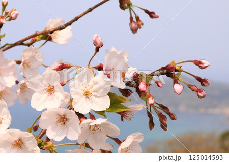 満開の桜のある公園 満開の桜のある公園 125014593