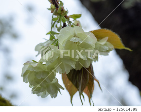 雨に濡れるウコン桜の花 雨に濡れるウコン桜の花 125014599