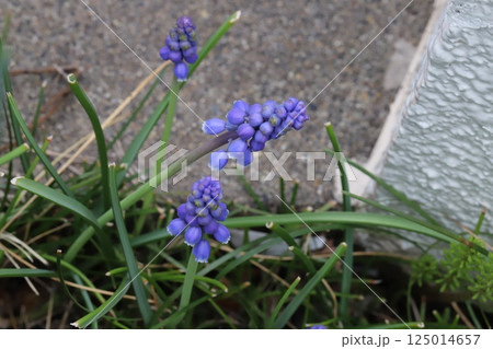 春の庭に咲く紫色のムスカリの花 春の庭に咲く紫色のムスカリの花 125014657