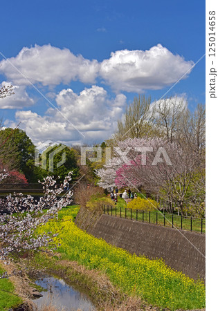 春の花 青空と桜 春の花 青空と桜 125014658