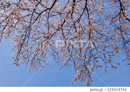 公園のサクラ 125014742