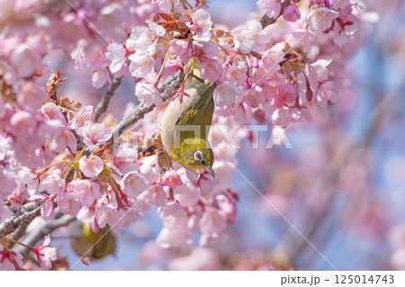 桜とメジロ 桜とメジロ 125014743
