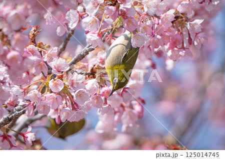 桜とメジロ 125014745
