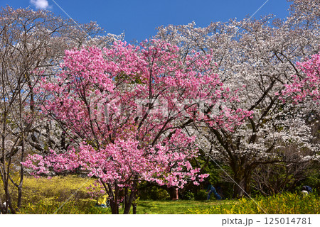 春の花　青空と桜 125014781