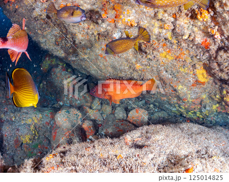 水中洞窟のゴマヒレキントキ、チョウチョウウオ、ホウライヒメジ、アカハタ、ハコフグ他の群れ。ヒリゾ浜 125014825