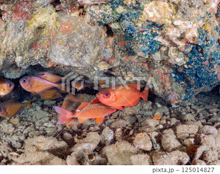 水中洞窟のゴマヒレキントキ、チョウチョウウオ、ホウライヒメジ、アカハタ、ハコフグ他の群れ。ヒリゾ浜 125014827