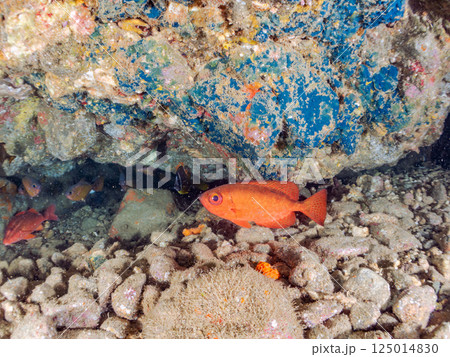 水中洞窟のゴマヒレキントキ、チョウチョウウオ、ホウライヒメジ、アカハタ、ハコフグ他の群れ。ヒリゾ浜 125014830