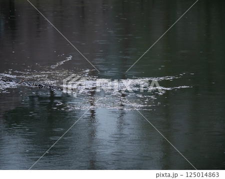 雨に流れる桜の花びらと静かな水面 雨に流れる桜の花びらと静かな水面 125014863