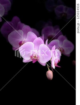 花 フラワー お花 125014916