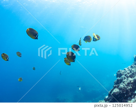 チョウチョウウオ他の群れ。ヒリゾ浜中木南伊豆町伊豆半島静岡県2024 125014952