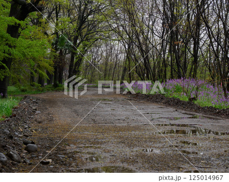 小雨に濡れる林道と紫の花咲く春の森 125014967
