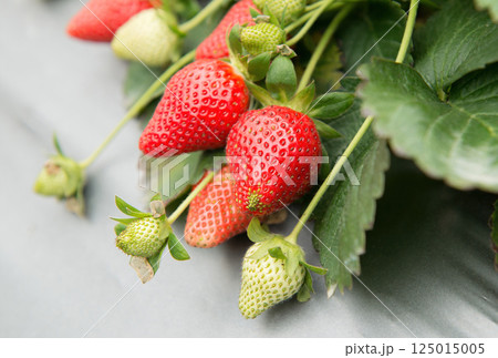 赤色 赤 赤い 125015005