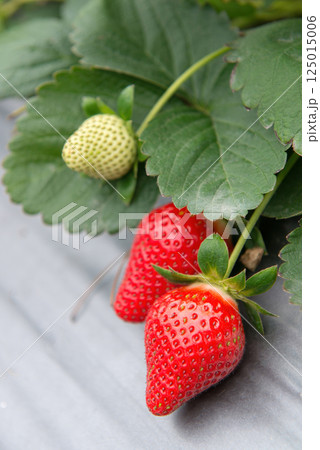 赤色 赤 赤い 125015006