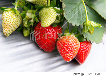 赤色 赤 赤い 125015008