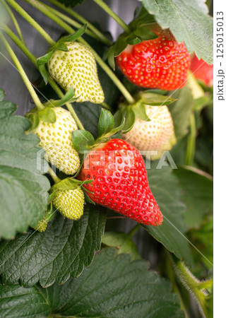 イチゴ いちご 苺 125015013