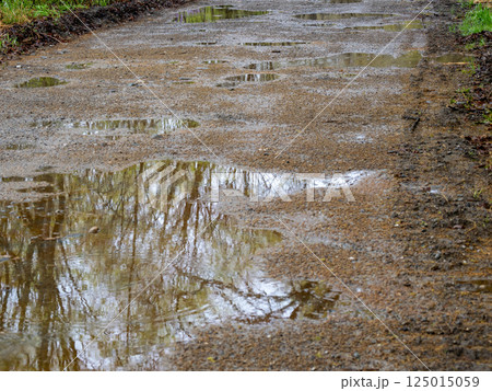 春の小雨に濡れた林道と水たまりの映り込み 125015059
