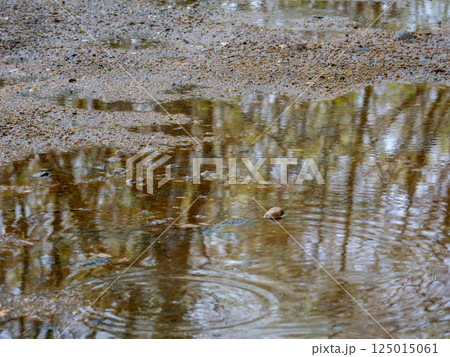 小雨に濡れる林道と水たまりに映る春の木々 小雨に濡れる林道と水たまりに映る春の木々 125015061