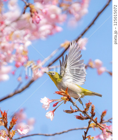 【桜】羽を広げるメジロ【春】 【桜】羽を広げるメジロ【春】 125015072