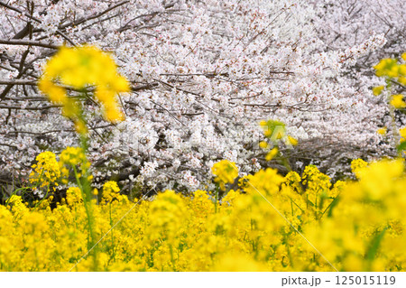 サクラと菜の花 サクラと菜の花 125015119