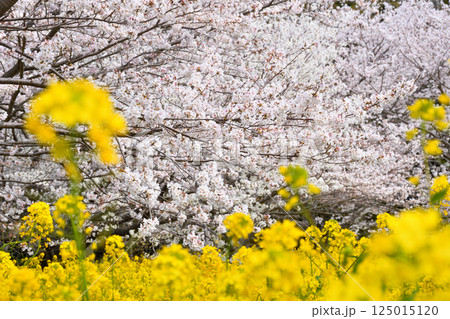 サクラと菜の花 サクラと菜の花 125015120