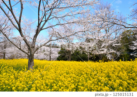 サクラと菜の花 125015131