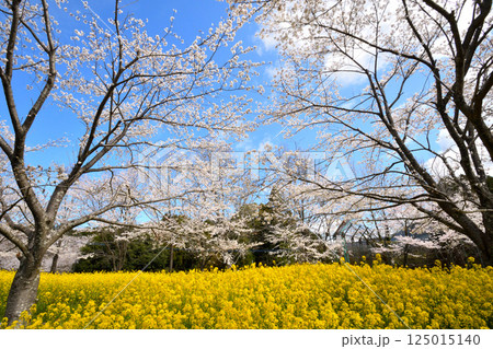 サクラと菜の花 サクラと菜の花 125015140
