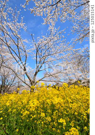 サクラと菜の花 サクラと菜の花 125015141