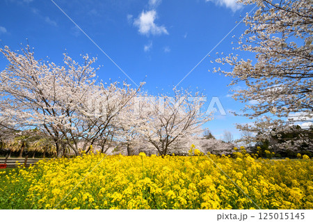 サクラと菜の花 125015145