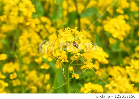 サクラと菜の花 125015150
