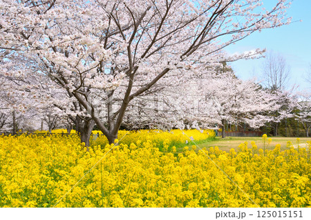 サクラと菜の花 サクラと菜の花 125015151